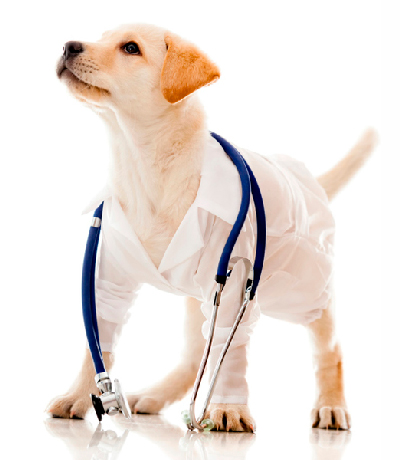 Cachorro clínica veterinária pelos e penas clínica veterinária cachorro