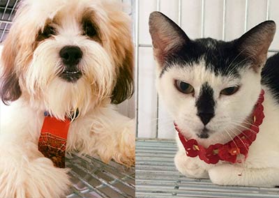 Cachorro e gato cachorro e gato