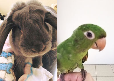 Coelho e maritaca coelho e maritaca