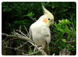calopsita calopsita