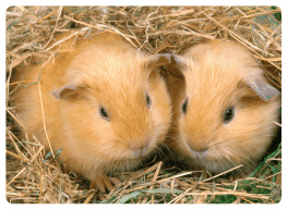 hamsters hamsters