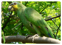 papagaio papagaio