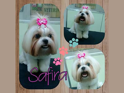 Safira depois do banho Banho em cães