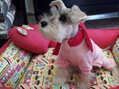 Agasalhos para cães produtos pet shop