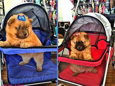 Carrinho para passeio Acessórios para cães