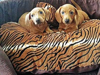 Manta e cobertores para cães Pet shop