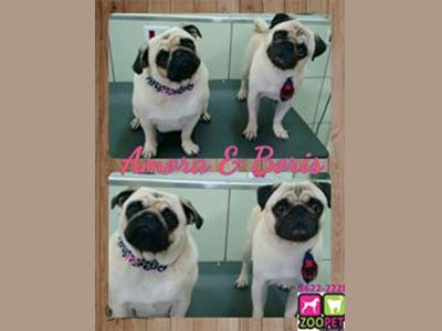 Banho e tosa Pet shop