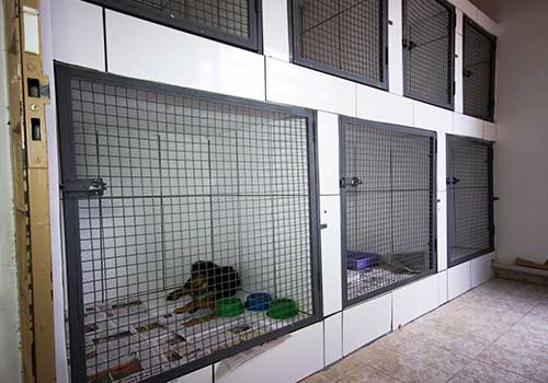 internações internação-veterinária