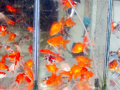 Peixes de diversas cores Peixes ornamentais