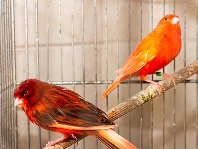 Canário vermelho Canários