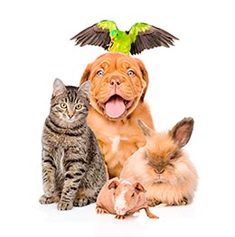 Acessórios para cãs, aves e roedores Animais de estimação