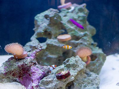 Pedras decorativas para aquários Enfeite de aquário