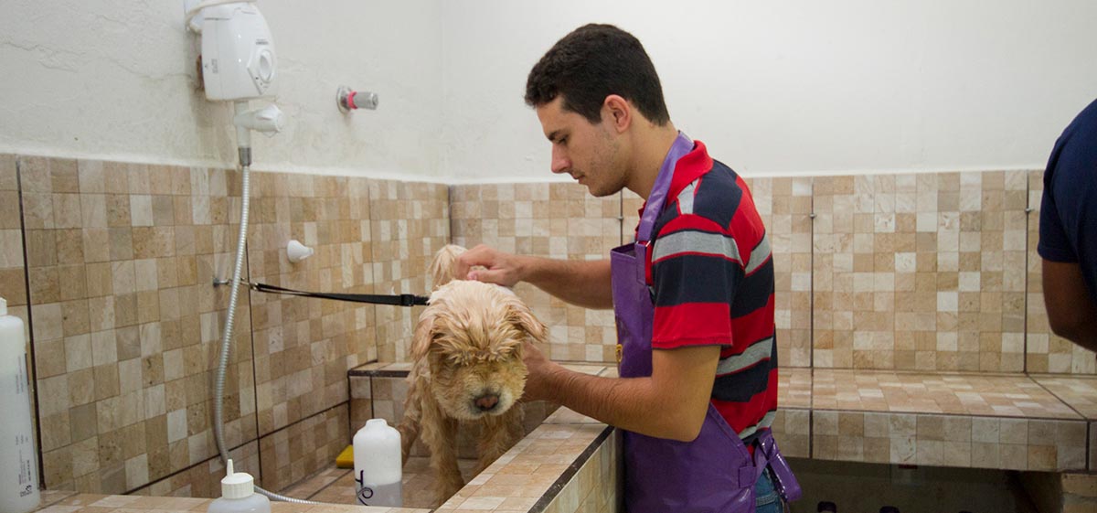 Banho e tosa Banho em cães