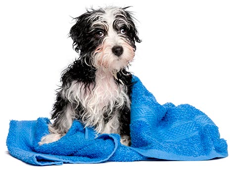 Cãozinho depois do banho Banho em cães