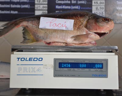 pacu pacu