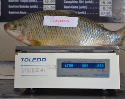 piapara piapara
