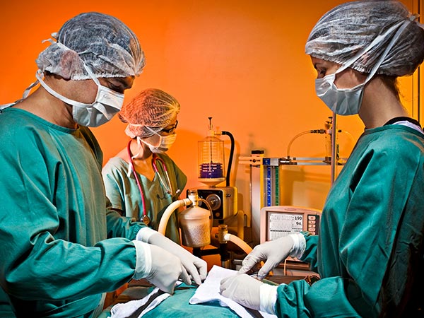 Cirurgias em cães e gatos Cirurgia veterinária