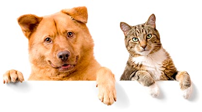 Atendimento veterinário 24 horas Clínica veterinária