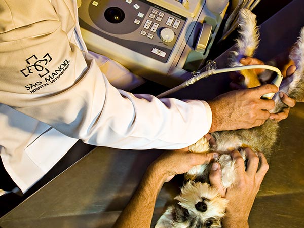 Exames veterinários Exames veterinários