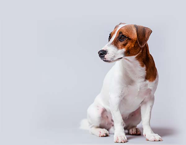 Seu pet em boas mãos Cachorro