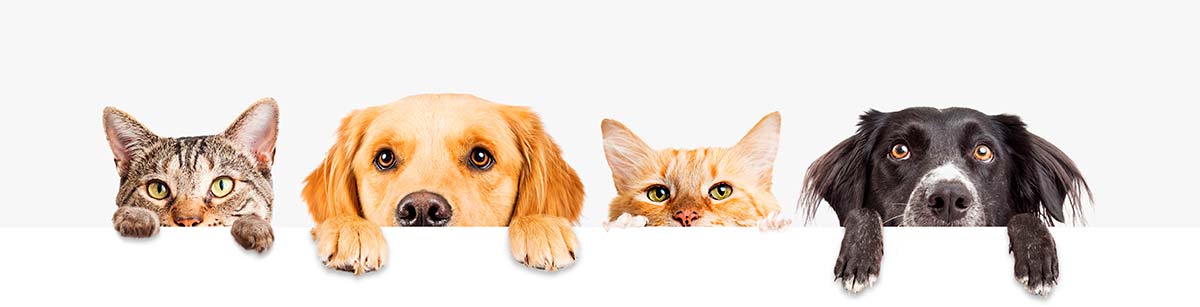 Clínica veterinária e pet shop Cuidados para cães e gatos