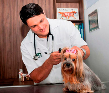 médico veterinário médico-veterinárioo