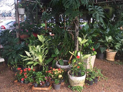 Mudas e plantas Mudas