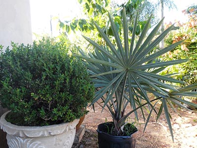 Plantas de diversos portes Plantas para jardim