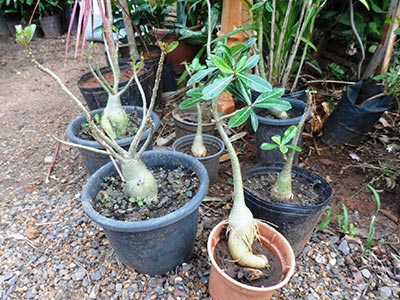 Vasos de planta Plantas naturais