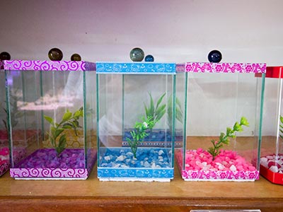 Venda de aquários Aquários para peixes