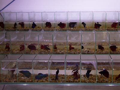 Peixes beta Peixes beta macho