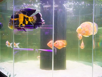 Peixes para aquário Peixes ornamentais