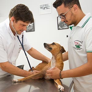 Atendimento veterinário 24 horas Plantão veterinário 24 horas