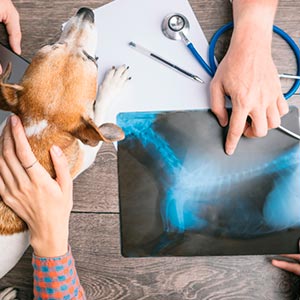 Radiografias e exames veterinários Exames veterinários
