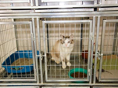 Canil para internação de animais Internação de animais para exames