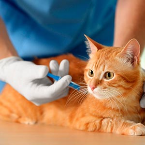 Vacinação de cães e gatos Vacina para animais