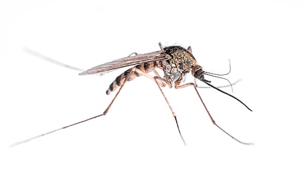 Mosquito Mosquito