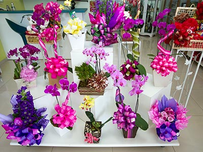 Flores para decoração Flores para decoração