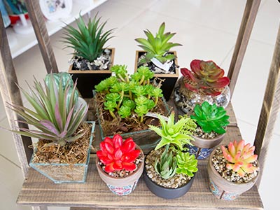 Vasinhos com plantas decorativas Vasinhos com plantas decorativas