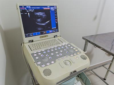 Ultrassom e outros exames Exames veterinários