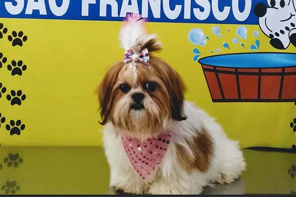 Serviço de banho e tosa em cães Cão depois do banho