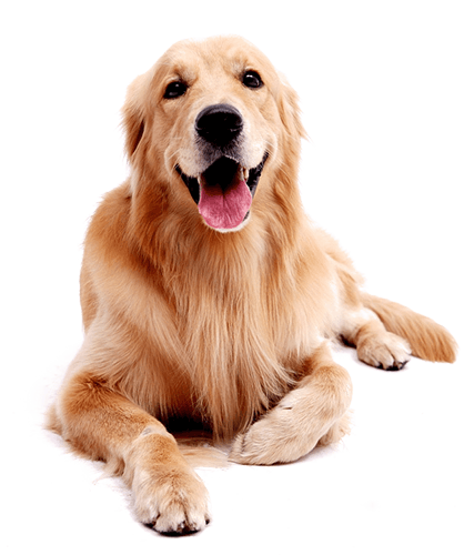 Cachorro Cachorro