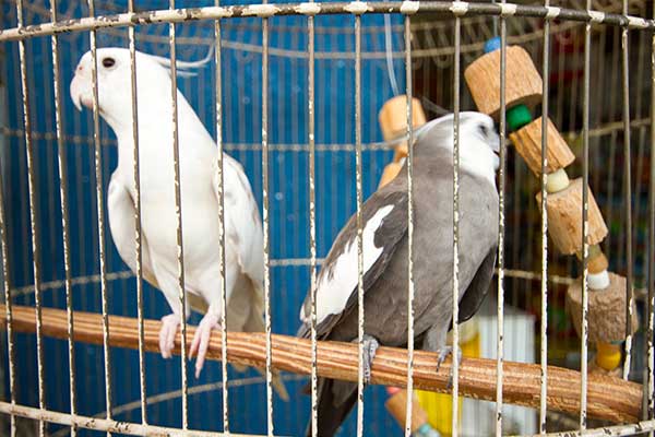 Venda de pássaros e acessórios para aves Pássaros
