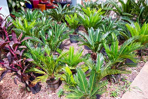 plantas ornamentais plantas-ornamentais