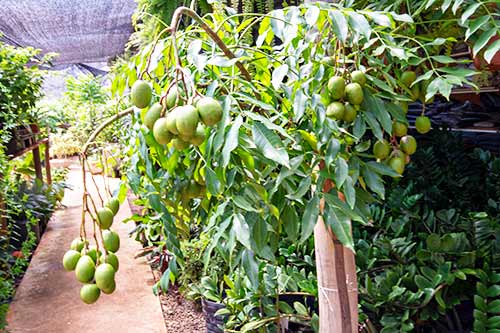 plantas frutíferas plantas-frutíferas
