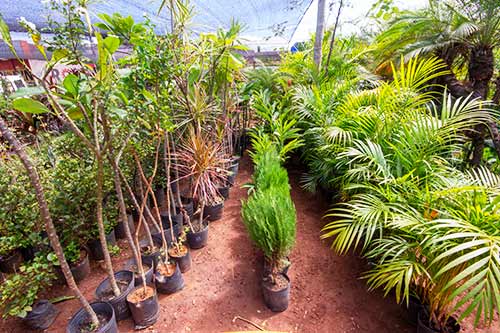 plantas ornamentais plantas-ornamentais