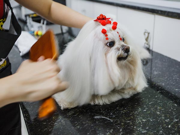 Banho e tosa Higienização de cães