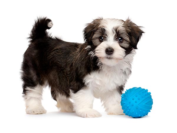 Diversos brinquedos para cães e gatos filhotes Brinquedos pet