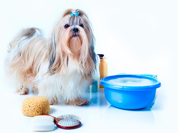 Banho e tosa para cães de diversas raças Estética canina