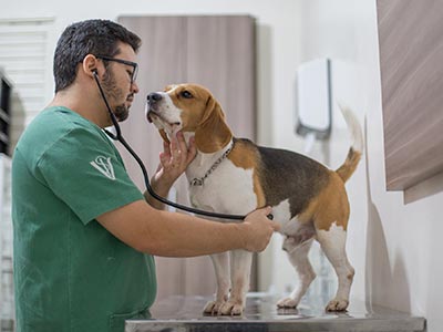 Atendimento veterinário 24 horas Consultas e exames